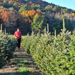 Need a  tree? Here are some places to get one