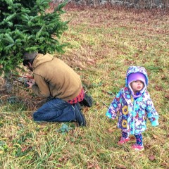 Go Try It: Cut down a Christmas tree at Rossview Farm