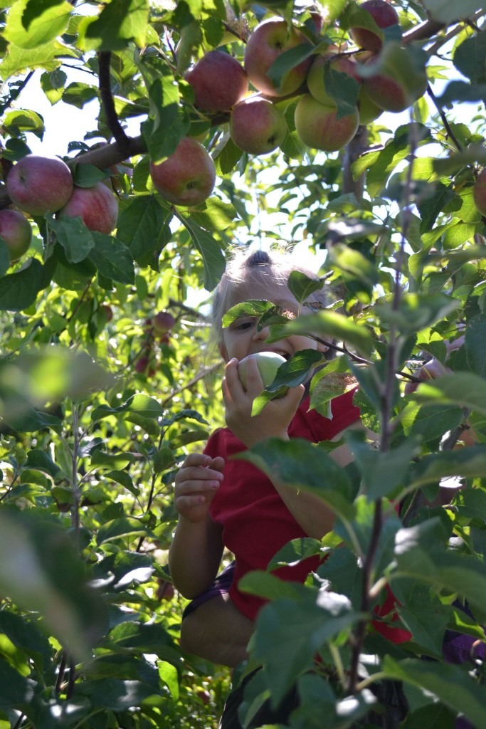 We went to two apple orchards in one day to see what was going on.