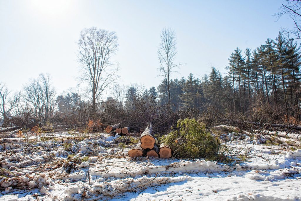 Infected pine trees that were cut down earlier this week are seen at Rollins Park in Concord on Thursday, Feb. 23, 2017. About 200 red pines in the South End park are infected with tiny, invasive bugs called scales and were expected to die this year. The trees are being harvested along with an adjacent plantation of white pines. (ELIZABETH FRANTZ / Monitor staff)