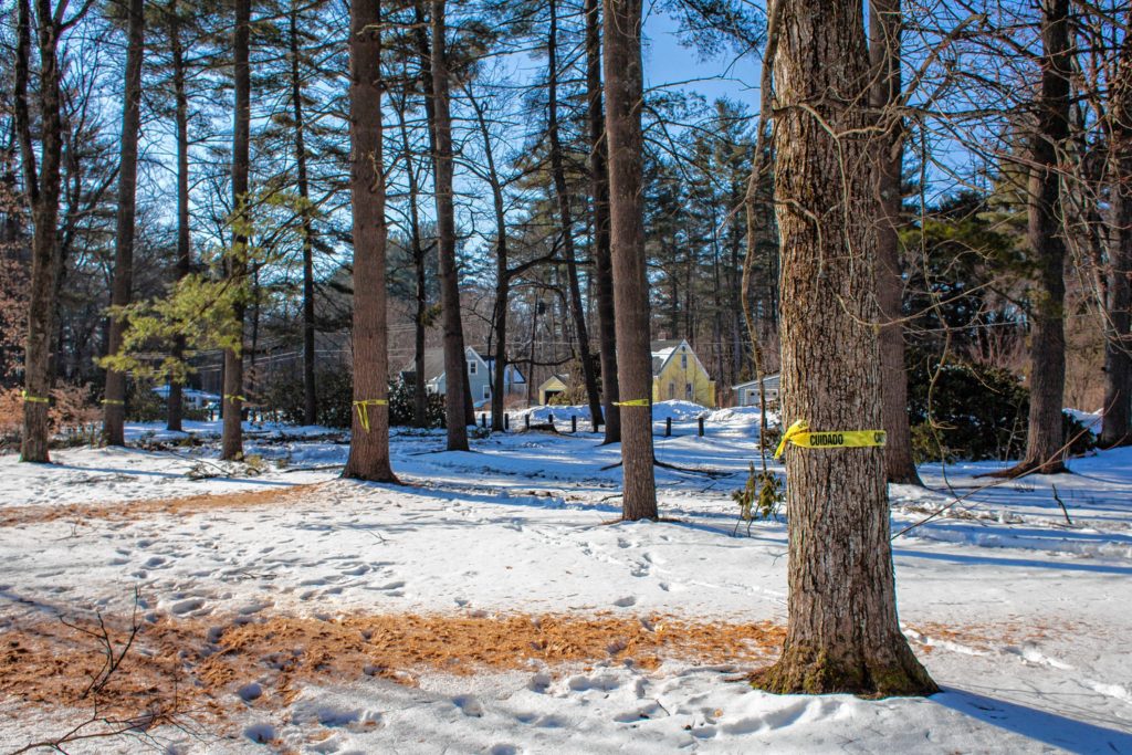 Marked trees are seen at Rollins Park in Concord on Thursday, Feb. 23, 2017. About 200 red pines in the South End park are infected with tiny, invasive bugs called scales and were expected to die this year. The trees are being harvested along with an adjacent plantation of white pines. (ELIZABETH FRANTZ / Monitor staff)