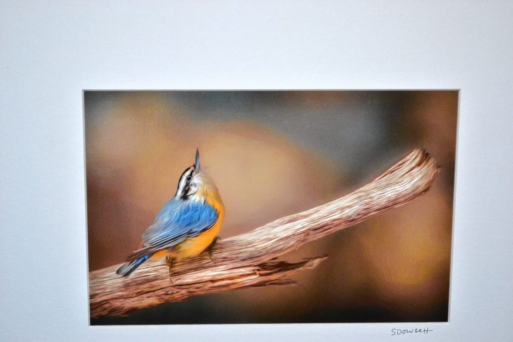 Sherie Dowsett is currently showing her photography at the N.H. Audubon McLane Center through June. Tim Goodwin