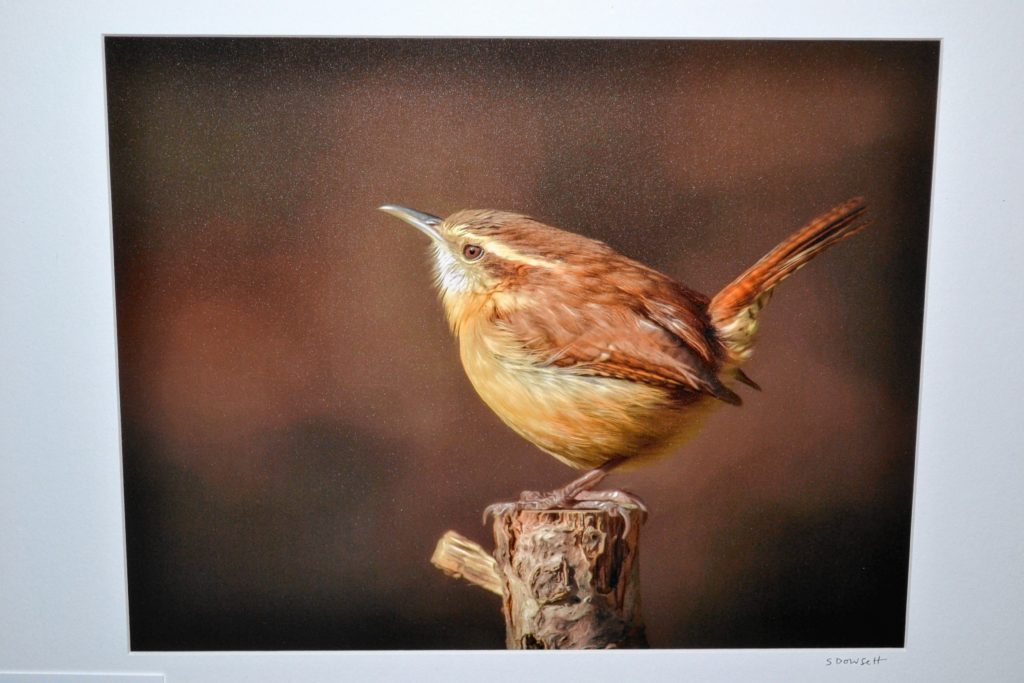 Sherie Dowsett is currently showing her photography at the N.H. Audubon McLane Center through June. Tim Goodwin