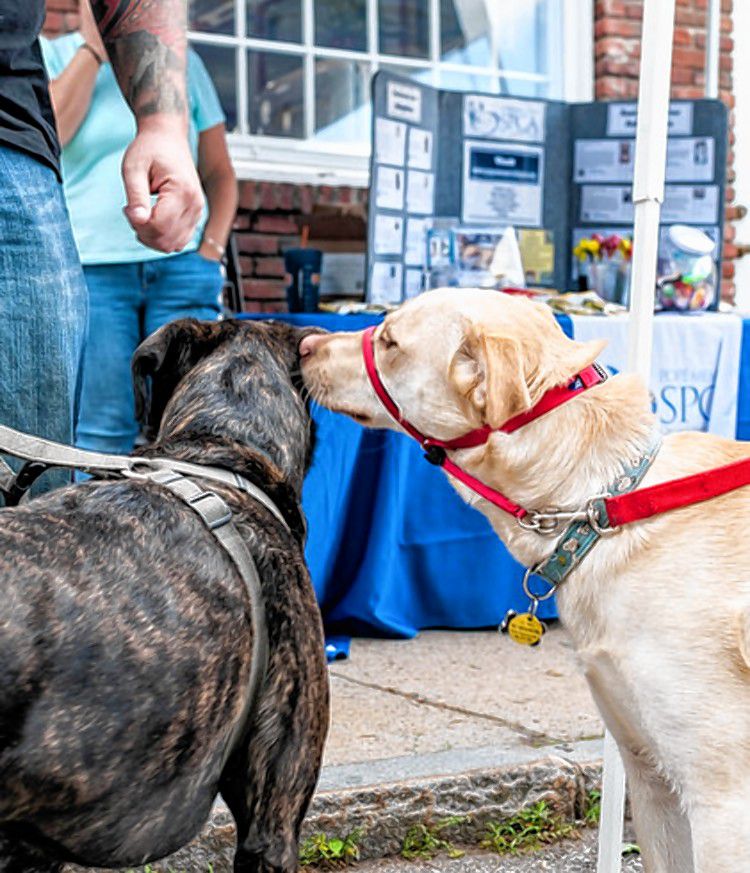 A pair of pups get to know each other at last year's inaugural Adoption Day at Lucky's Barbershop. The second annual Adoption Day/Block Party will be this Sunday right in front of the barbershop at 50 S. State St. Courtesy of Josh Craggy