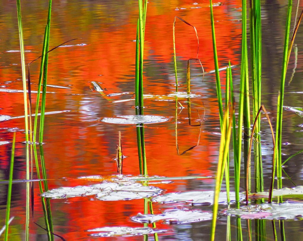 Red Water Reflections, Mill Pond. COURTESY