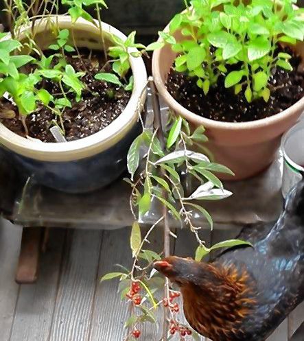 There were plenty of herbs at last year's Herb & Garden Day, and there will be plenty more this year, too. It all goes down at the Audubon McLane Center on Saturday, June 17. Courtesy of Jessica Livingston