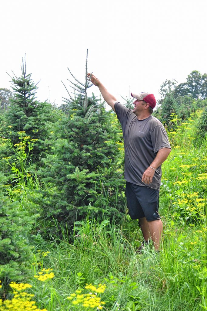The trees at Rossview Farm are growing nice and big for you to take home this holiday season. TIM GOODWIN / Insider staff