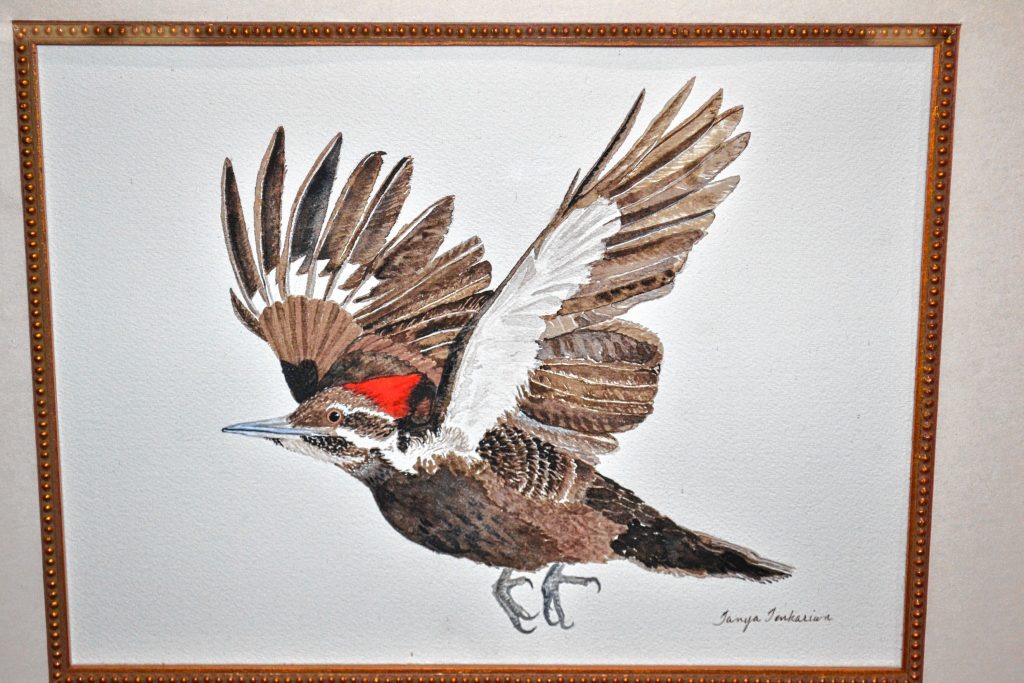 Pileated Woodpecker in Flight, Tanya Tenkarian. TIM GOODWIN / Insider staff