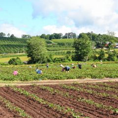 Remember when Tim planted strawberries at Apple Hill Farm last May? We picked them!