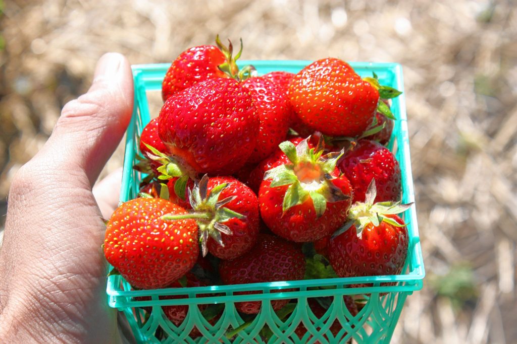 It looks like Tim did a fine job of planting these strawberries at Apple Hill Farm in May 2016. These bad boys are red, plump and ripe for the picking. JON BODELL / Insider staff