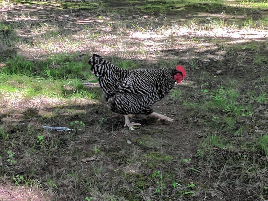 This chicken was recently seen walking around South Street. No word if he or she lives on the street or was just out for a leisurely stroll. It's not every day you see a chicken roaming around downtown Concord so we figured we'd share. KATE PORTER / For the Insider