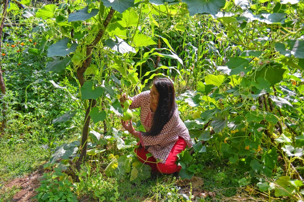 Hari Adhikari tends to her garden at Jim Plato's home on Branch Turnpike. TIM GOODWIN / Insider staff
