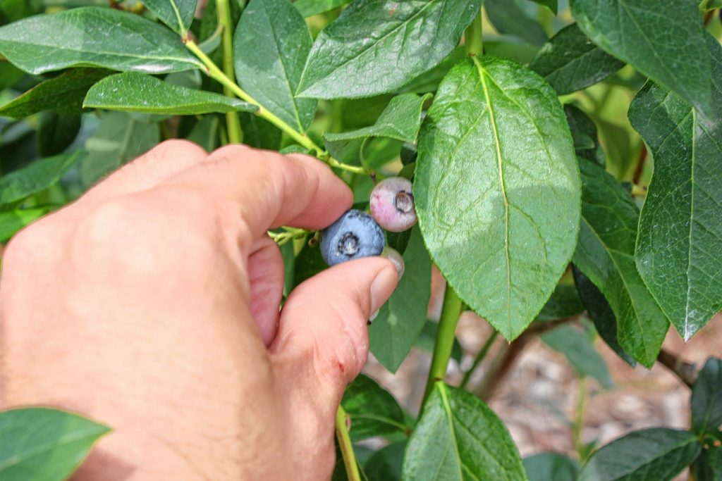 It's blueberry picking season at Rossview Farm, and there are plenty left. If you don't have time to pick your own, you can also buy some from the farmstand that have already been picked for you. JON BODELL / Insider staff