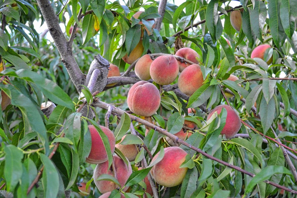 We picked peaches for the first time at Carter Hill Orchard last week. TIM GOODWIN / Insider staff