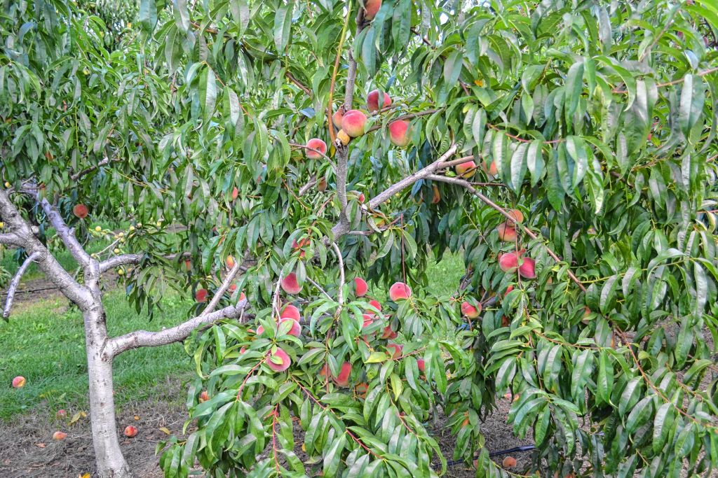 Go Try It Pick some peaches at Carter Hill Orchard The Concord Insider