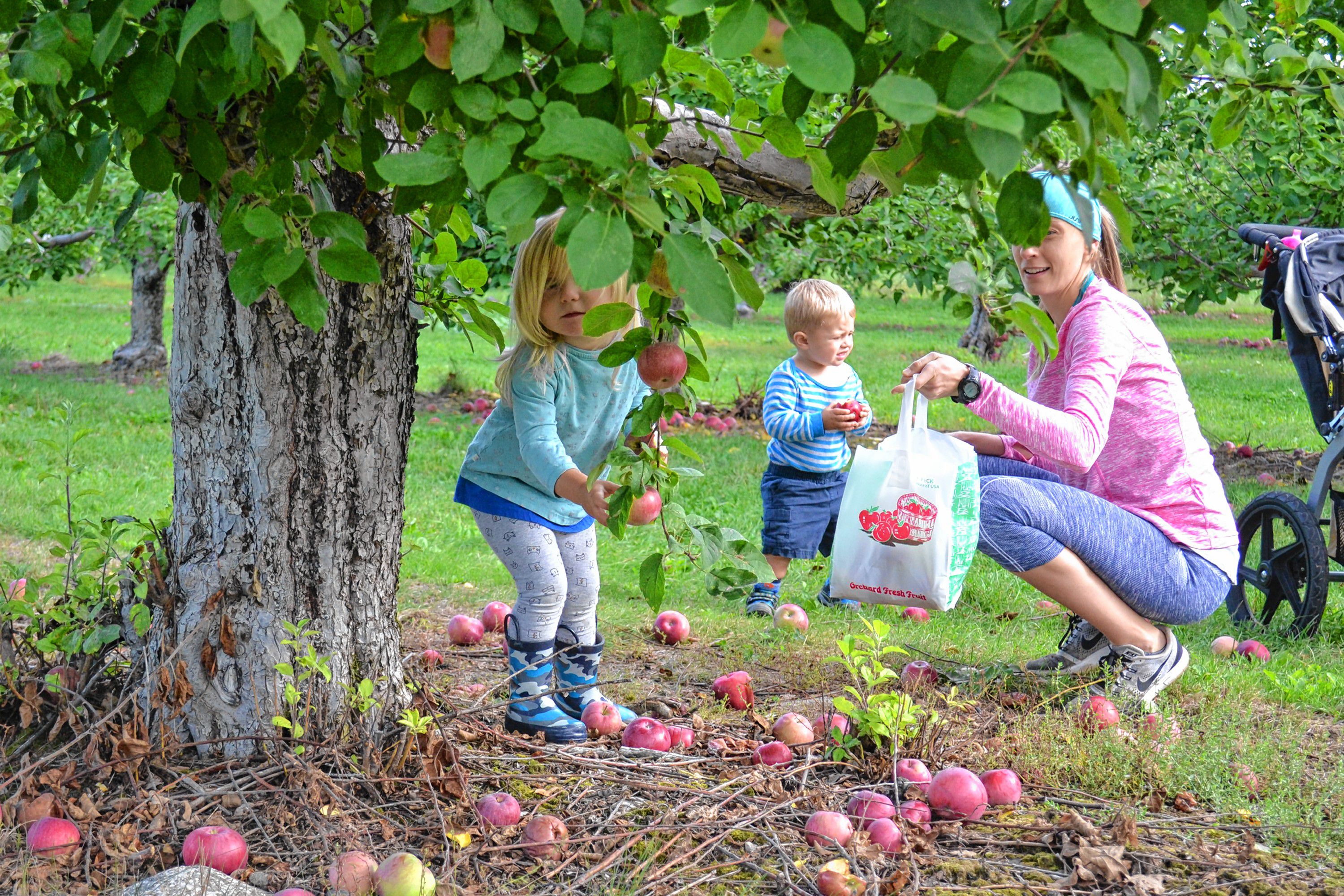 The Top Spots to Pick Your Own Apples in Washington