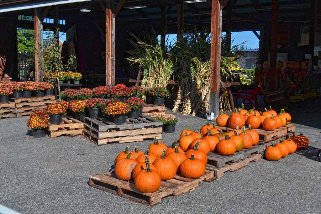 If you're looking to spruce up your front step or the entire outside of your house, Osborne's Agway has pumpkins, mums and corn stalks ready for you to buy. TIM GOODWIN / Insider staff