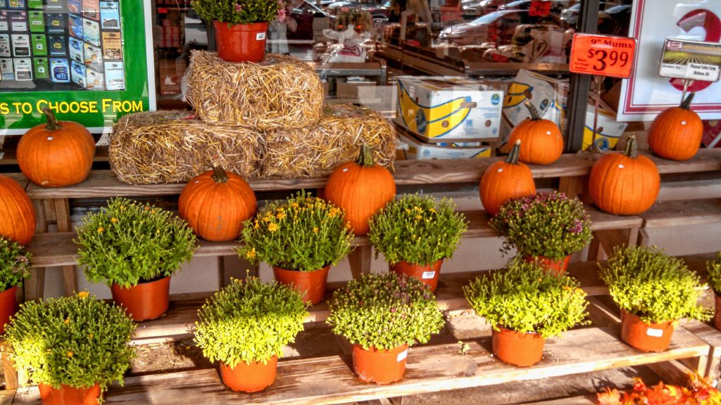 If you're looking for some natural products to decorate your property with, Market Basket on Storrs Street has some corn stalks, pumpkins and potted flowers to choose from. JON BODELL / Insider staff
