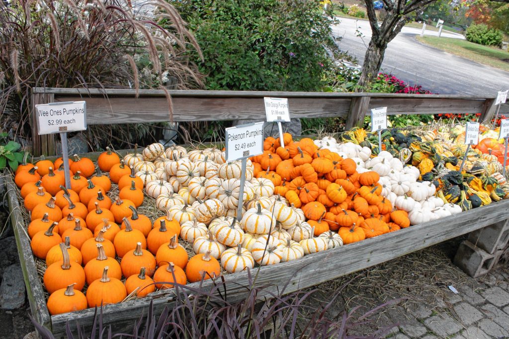 There are plenty of pumpkins for sale at Cole Gardens, including Pokemon pumpkins (the kind of cream colored ones), which are apparently a real thing. JON BODELL / Insider staff