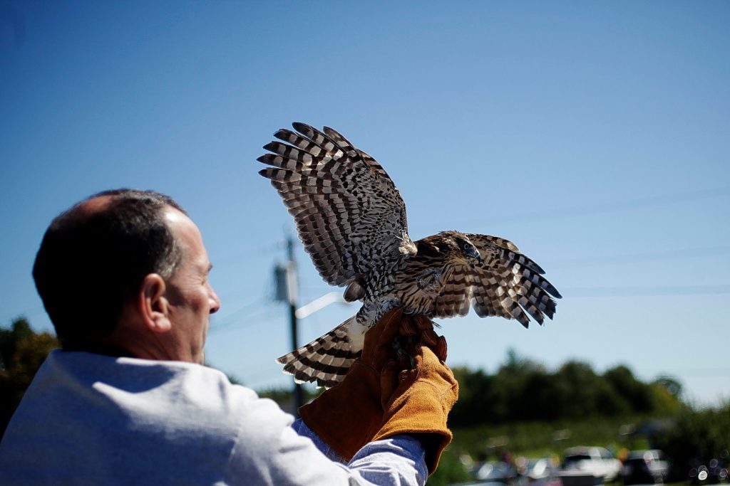 In this file photo from last year, Robert Vallieres gets ready to release a young coopers hawk from the observation stand at Carter Hill Apple Orchard.  During the fall migration season, the New Hampshire Audobon welcomes visitors to learn about raptor identification and migration. Additionally, the NH Audobon staff tally birds as a part of an international effort to monitor raptor trends.   (Andrea Morales/Monitor file) Andrea Morales