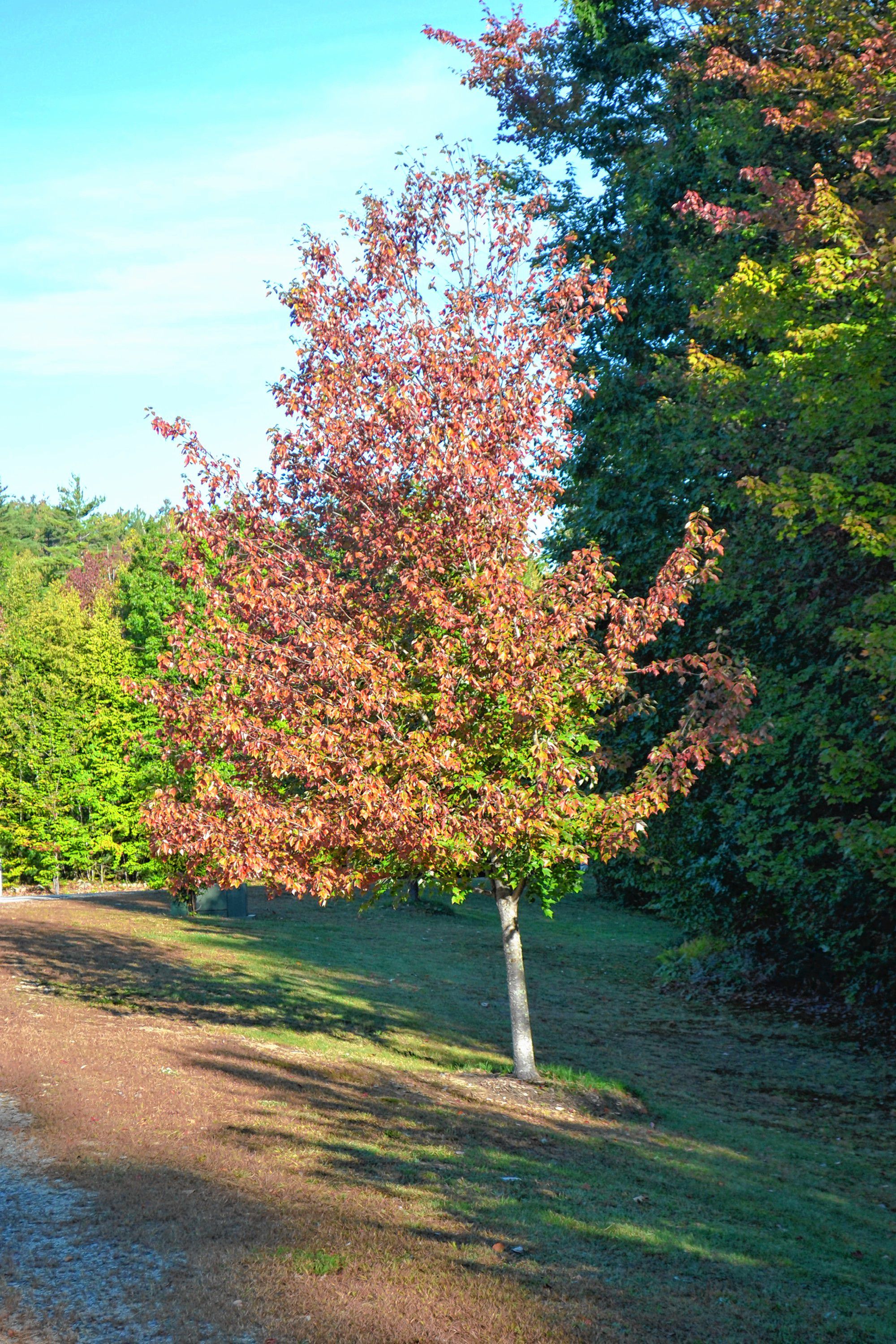 Get ready to be amazed by our colorful trees - The Concord Insider