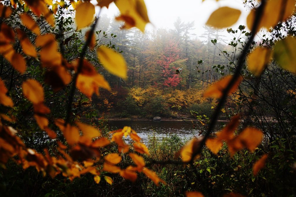 A view of the foliage along the Merrimack River in Concord on Monday afternoon, October 7, 2013.   (ANDREA MORALES / Monitor staff) Andrea Morales