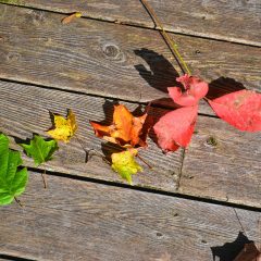 There’s an actual reason why leaves change