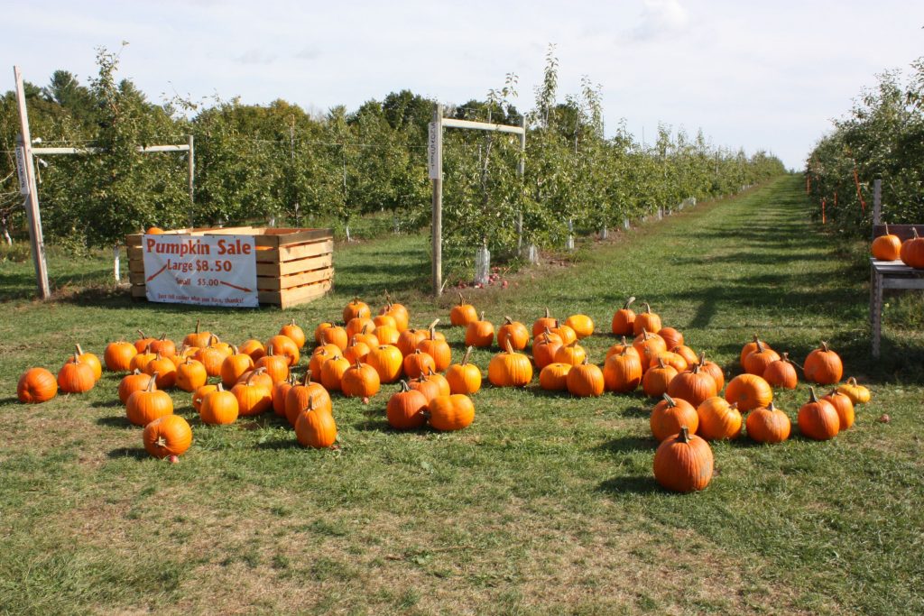 At Carter Hill Orchard, they do the pumpkin picking for you. You can choose a large pumpkin for $8.50 or a smaller one for $5, just tell someone inside what you're getting. JON BODELL / Insider staff
