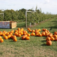 There are plenty of pumpkins for sale all over Concord