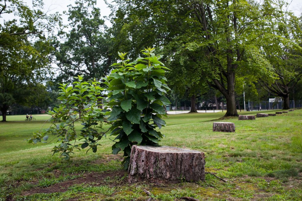 Remaining stumps from the infested trees removed last winter are seen at Rollins Park in Concord on Tuesday, July 11, 2017. (ELIZABETH FRANTZ / Monitor staff) ELIZABETH FRANTZ