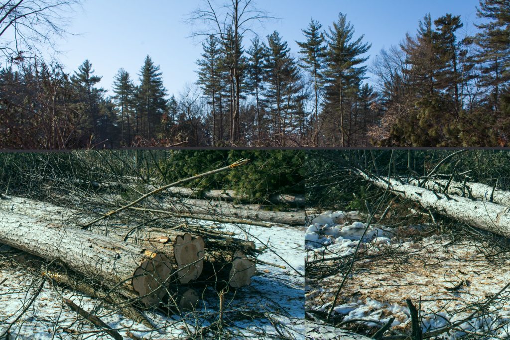 Infected pine trees that were cut down earlier this week are seen at Rollins Park in Concord on Thursday, Feb. 23, 2017. About 200 red pines in the South End park are infected with tiny, invasive bugs called scales and were expected to die this year. The trees are being harvested along with an adjacent plantation of white pines. (ELIZABETH FRANTZ / Monitor staff) Elizabeth Frantz