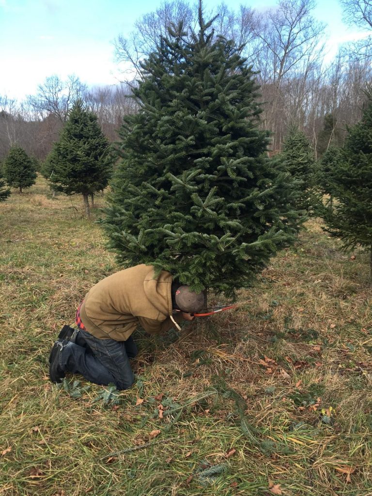 Jon is hard at work cutting down his Christmas tree at Rossview Farm last week. AIMEE LAROCHELLE / For the Insider
