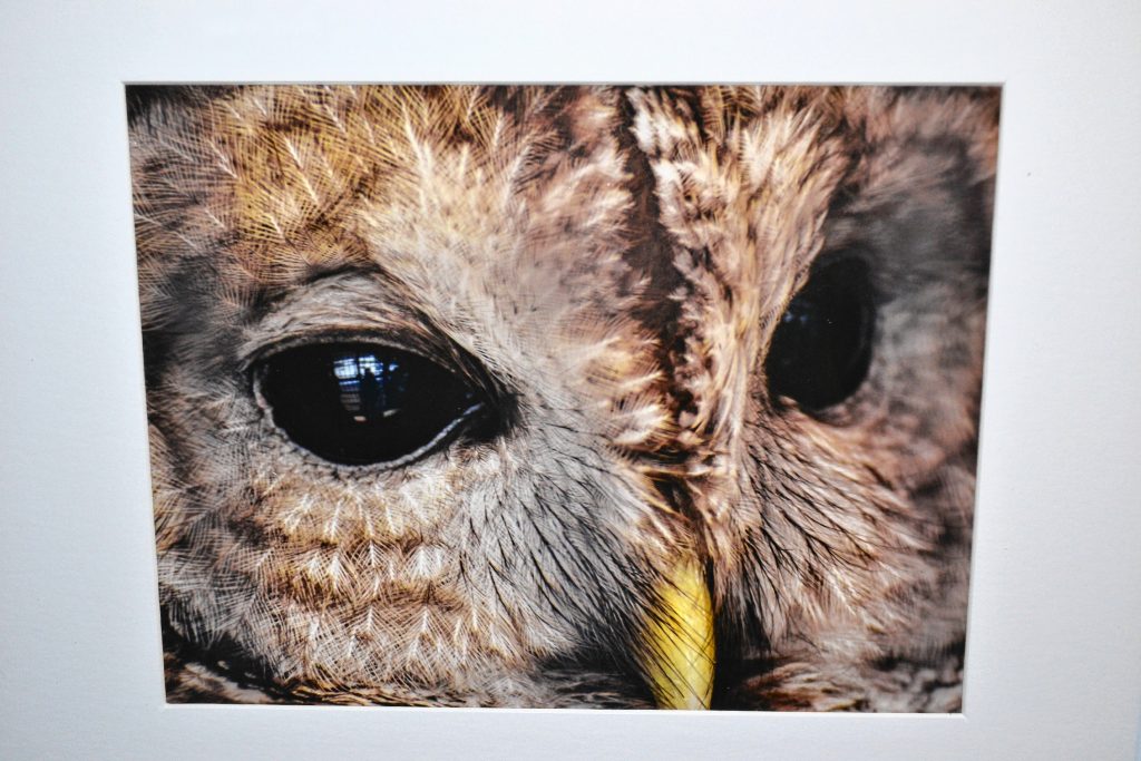 Barred Owl, Angela Andrews. TIM GOODWIN / Insider staff