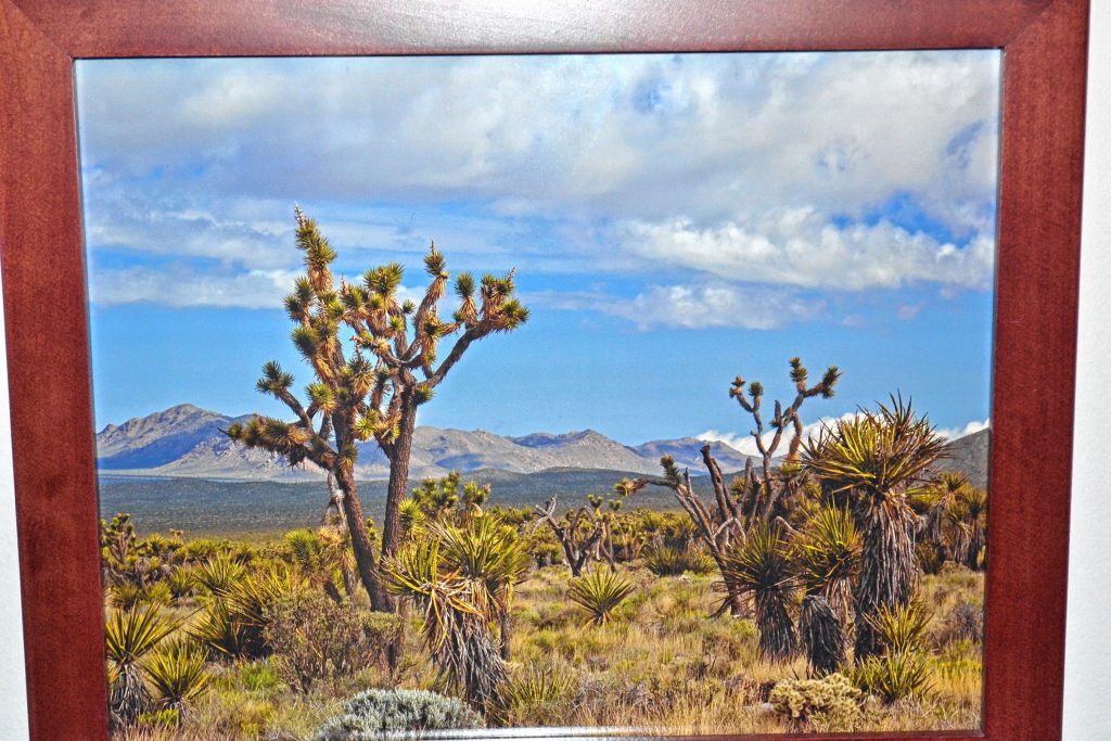 Mojave National Reserve, Laura Bonk. TIM GOODWIN / Insider staff