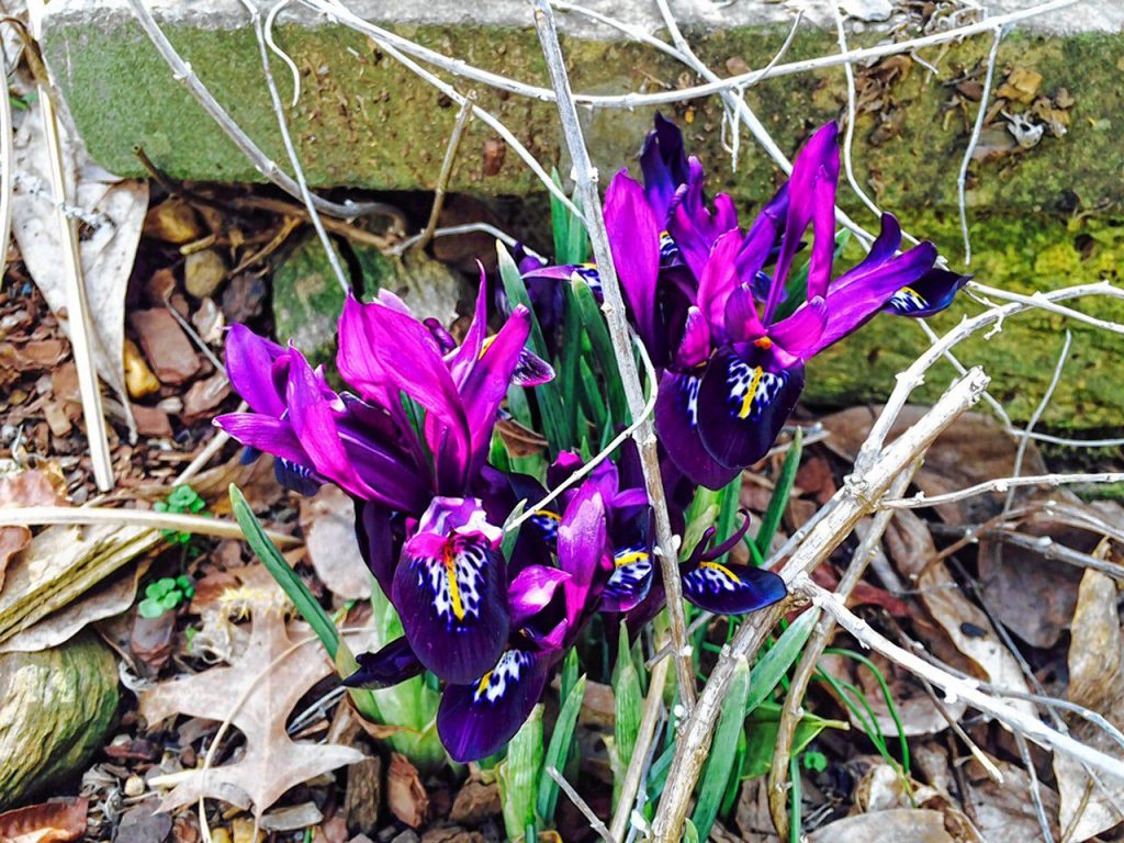 Iris Reticulata and other bulbous irises return reliably in late winter. MUST CREDIT: Washington Post photo by Adrian Higgins. Adrian Higgins