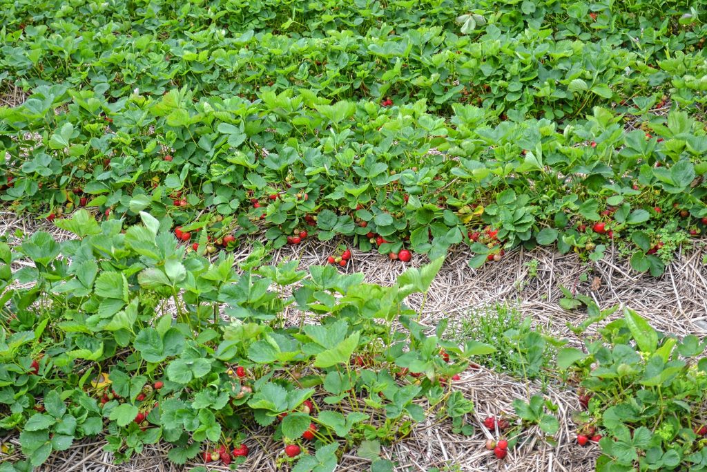 Strawberries are ripe for the picking at Rossview Farm. TIM GOODWIN / Insider staff