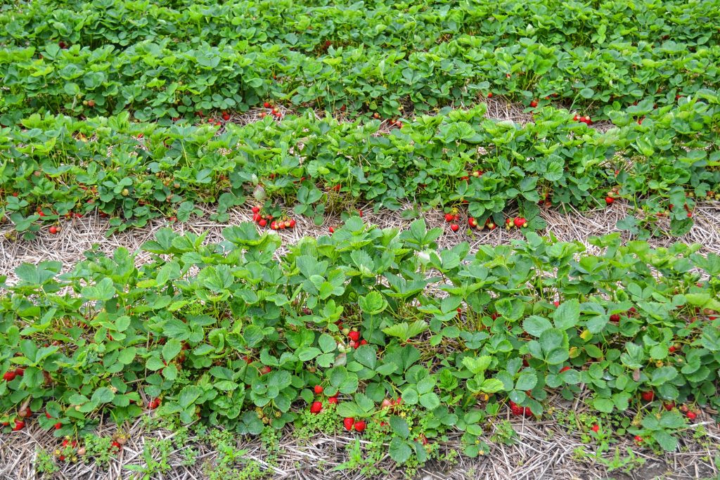 Strawberries are ripe for the picking at Rossview Farm. TIM GOODWIN / Insider staff