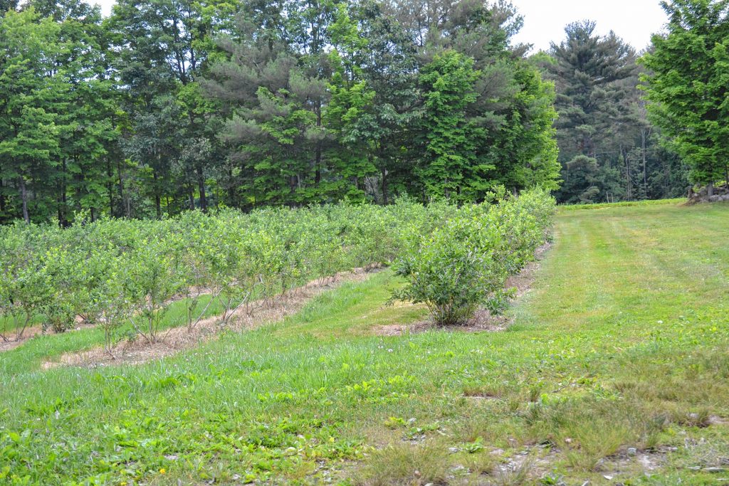 Before you know it, it will be time to start picking blueberries. TIM GOODWIN / Insider staff