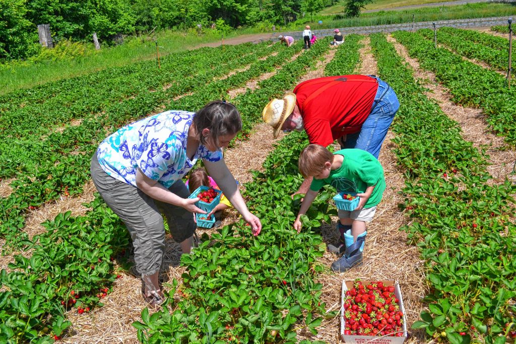 Camille Sheil pick strawberries at Apple Hill Farm with her son Adam and father Paul Strieby, while her daughters Jacki and Antalya sneak a few to eat in the background. TIM GOODWIN / Insider staff