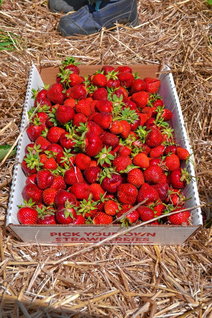 We sure wish we had some angel food cake and whipped cream to go with this box of strawberries. TIM GOODWIN / Insider staff