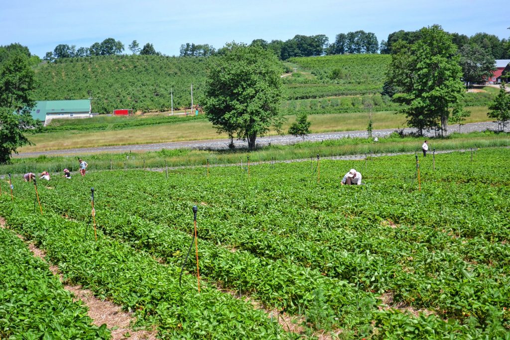 The strawberry patch at Apple Hill Farm was bustling with the nice weather last week. TIM GOODWIN / Insider staff