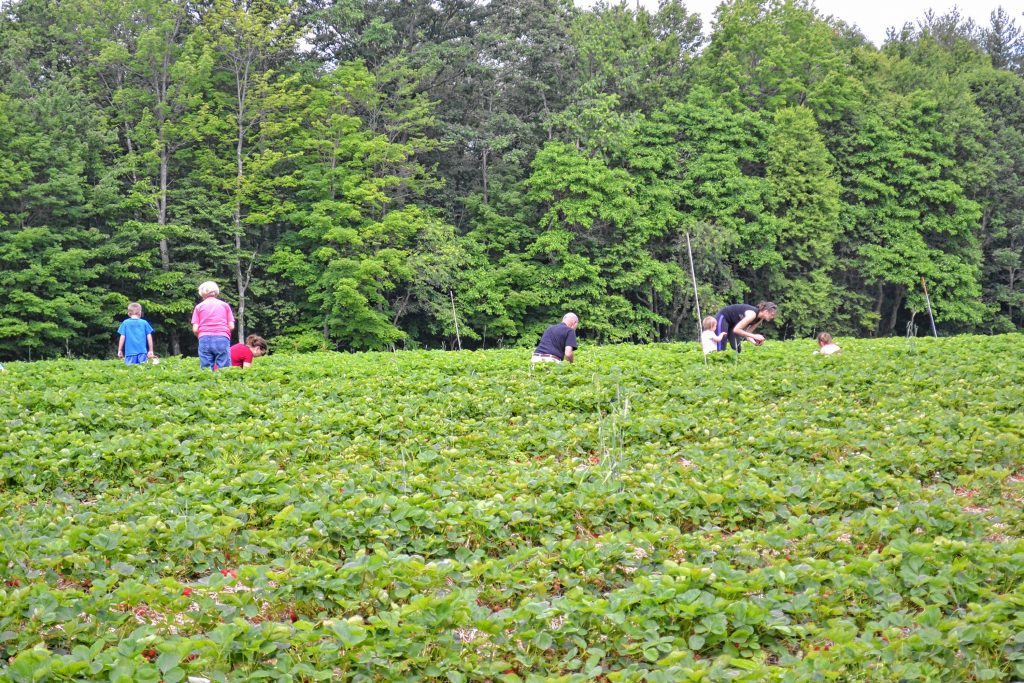 The strawberry patch at Apple Hill Farm was bustling with the nice weather last week. TIM GOODWIN / Insider staff