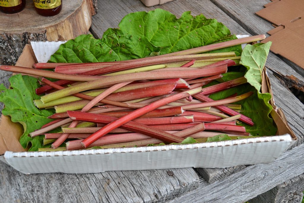 If you're looking to do some baking, you might want to pick up some rhubarb  at Rossview Farm. TIM GOODWIN / Insider staff