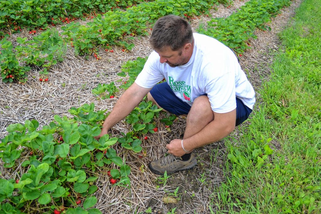 Rossview Farm owner Don Ross looks for some ripe strawberries. TIM GOODWIN / Insider staff