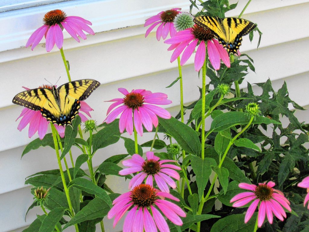 Bow Garden Club member and regular Insider contributor got a visit from some monarch butterflies at her purple coneflowers at her Bow home. Courtesy of Joyce Kimball