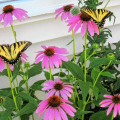 Butterflies make pitstop at Joyce Kimball’s  garden