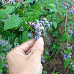 It’s that time: Go out and pick your own blueberries around Concord