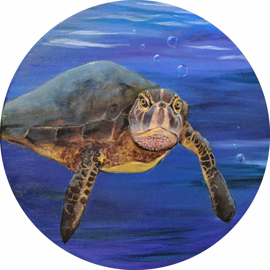 Sea Turtle, Alison Vernon, Forest Society. Courtesy of Alison Vernon