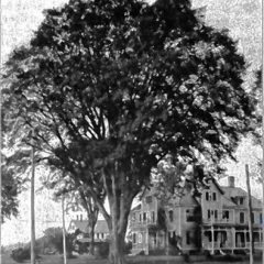 Blast From the Past: Recalling the city’s first Arbor Day celebration