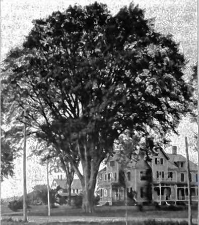 This photo of a giant Webster elm in Concord was taken on Arbor Day (April 27) in 1910. Courtesy of N.H. Historical Society